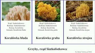 Grzyby, rząd Siatkolistkowce koral&oacute;wka fungus Buławka maczugowaty ż&oacute;łta Koral&oacute;wkowate Instrumental