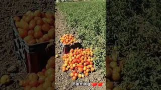tmatar farming#agriculturefarming #desi #kheti #funny #sorts #farming #tmatar #tmc #love #green