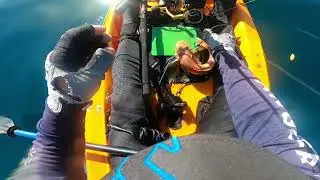 kayak fishing Leigh reef absolutely stunning conditions 🐟🎣💪💯
