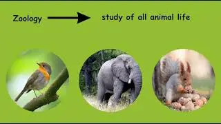 Grade 10 Biology | Group Presentation by B3G10Bio-03 & class mates | BEOFS (Batch-3) 2024