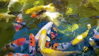CARPA COLORIDA, KOI, NISHIKIGOI, (CYPRINUS RUBROFUSCUS) TANQUE DE PEIXES ORNAMENTAIS, AMUR CARP.