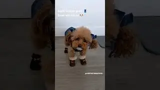 Apple Bottom Jeans Dog #shorts