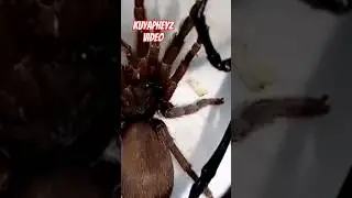 #viral #tarantula #insects #spidersoftheworld #spiderseason #short