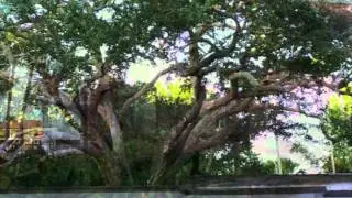 The Expert in Tree Service for Sarasota, Florida in The Designed Outdoor Living Group