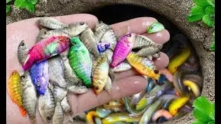 Giant Colorful Egg Surprise  Catching Tetra, Pencil Fish & Baby Shark