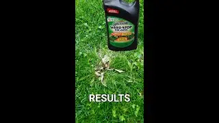 Spectracide Weed Stop Results #shorts