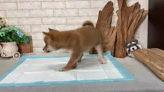 Red Shiba Inu Emory - PuppyFor.Me
