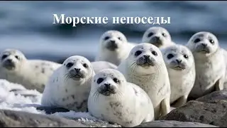 Интересный факт: «Морские непоседы»