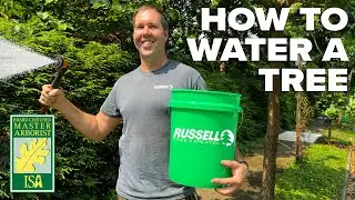 How to Water a Tree