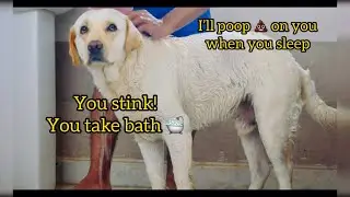 Dog Hates Taking Bath And Reacts Funny Afterwards | Try Not To Laugh | Supermax The Labrador