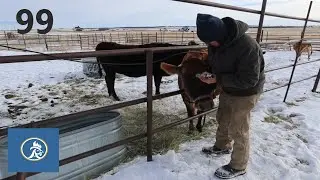 How We Use a Captive Bolt on our Homestead - Aleman Homestead 99