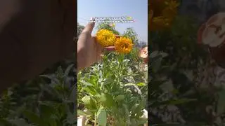 Thanks for 1.4L+ views Gaillardia | How to Grow #shorts #flowers