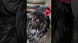 GIANT CHICKEN CAGE DONE #viralshortvideo #giantchicken #bramahchicken #viralpost #fyp