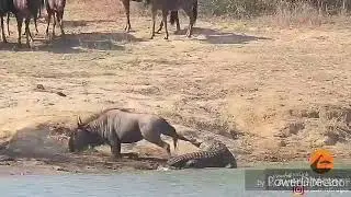 Zebra VS Crocodile