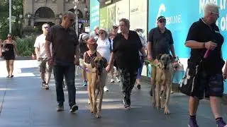Great Dane lovers, Melbourne laneways walk. 23rd of January 2022