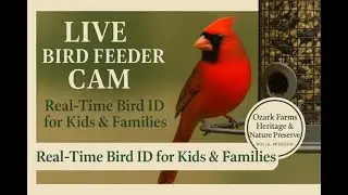 LIVE: Ozark Farms Bird Feeder Cam Bird ID | Cardinals & Songbirds | Missouri Nature Preserve