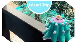 POK&Eacute;MON FIT MAREANIE PLUSHIE X-MAS UNBOXING! - Island Trip