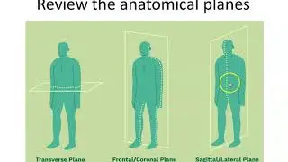 Biomechanics of lumbar spine: posterior portion of motion segment