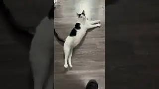 #kids #prankster #laughter online #pets #super talents