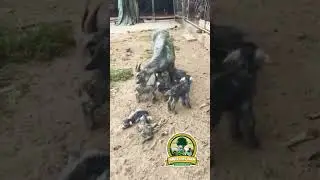 World Record goat giving birth to 6 baby goats nigerian dwarf birth #goat #animals #pakistan #shorts