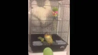 Smart bird escapes cage