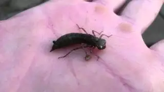 Libellenlarve
