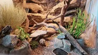 Desert vivarium