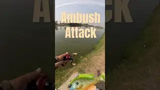 Barramundi ambush Bigbait #shorts #lurefishing #fishingvideo