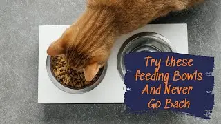 🐾 Почему мои кошки их любят 😻