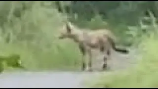 Red Fox & Gray Heron Sighting
