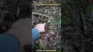 Следы 🐾 🐻 на рассвете в глухом лесу . Свежие !!!