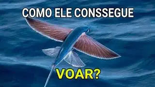 COMO OS PEIXES VOADORES FAZEM PRA VOAR?