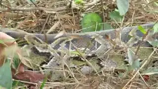 Easy Snake Trap - Build Underground Python Trap Make From Deep Hole Technique Of Snake Trappk]p