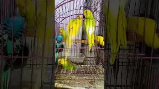 #parots#australian#fighting#viral #viralreels#viralshort#songs#viralshort#lovestatus#trendingstatus