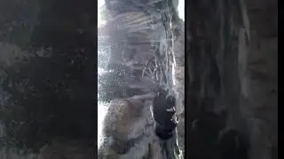 IN GOD at Little Rock ZOO with Two Sloth Bears