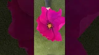 Flor cosmos papel crep&eacute;! #papelcrepe #floresdepapel #easycraft #diyflower #paperflowers