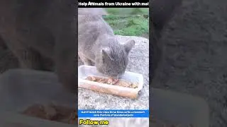 Compassion in Action Feeding and Saving Homeless Animals #cat #animalrescue #straycatrescue