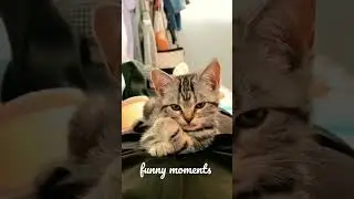 funny moments #animal #cat #kitten #funnyanimals #shorts