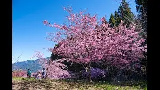 Flying BUS Trailer。福壽山農場。露營。2019/02/05~07