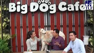 Big Dog Café Bangkok Tourist Attraction Thailand, Rare and Massive Dog Breeds