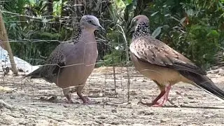Birds Spotted dove(Spilopelia chinensis): Two Singers Singing Melodious - Birdsong 2017