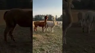 Alpacas spit fighting. Alpacas have the ability to spit when they feel threatened or annoyed.#alpaca