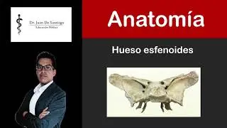 HUESO ESFENOIDES | CRANEO | ANATOMIA