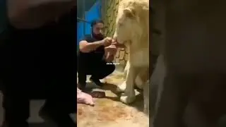 Lion Eat Meat 🍖#viral