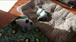 ЛУЧШИЕ ПРИКОЛЫ 2017    Лучшая Подборка   Приколы с животными    fun with animals in 2017
