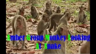 AGM  Daily ,How To See Amber Group Monkey Gather Sit Looking At Snake Together