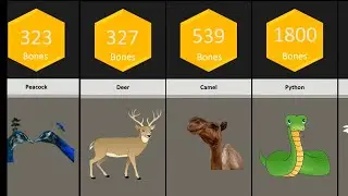 comparision how many bones in animals