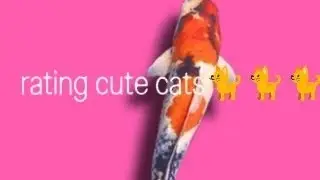 Reacting to cute cats!✌️@Cilobeydoun#hardwork# Guys read describtion
