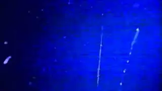 Cephalopod video: Chiroteuthis calyx