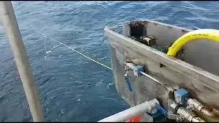 Longline Baiter